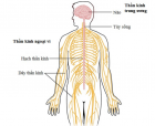 Tổng Quan và Cách Điều Trị Đau Thần Kinh Tọa